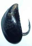 Lւ̃nߍݏ